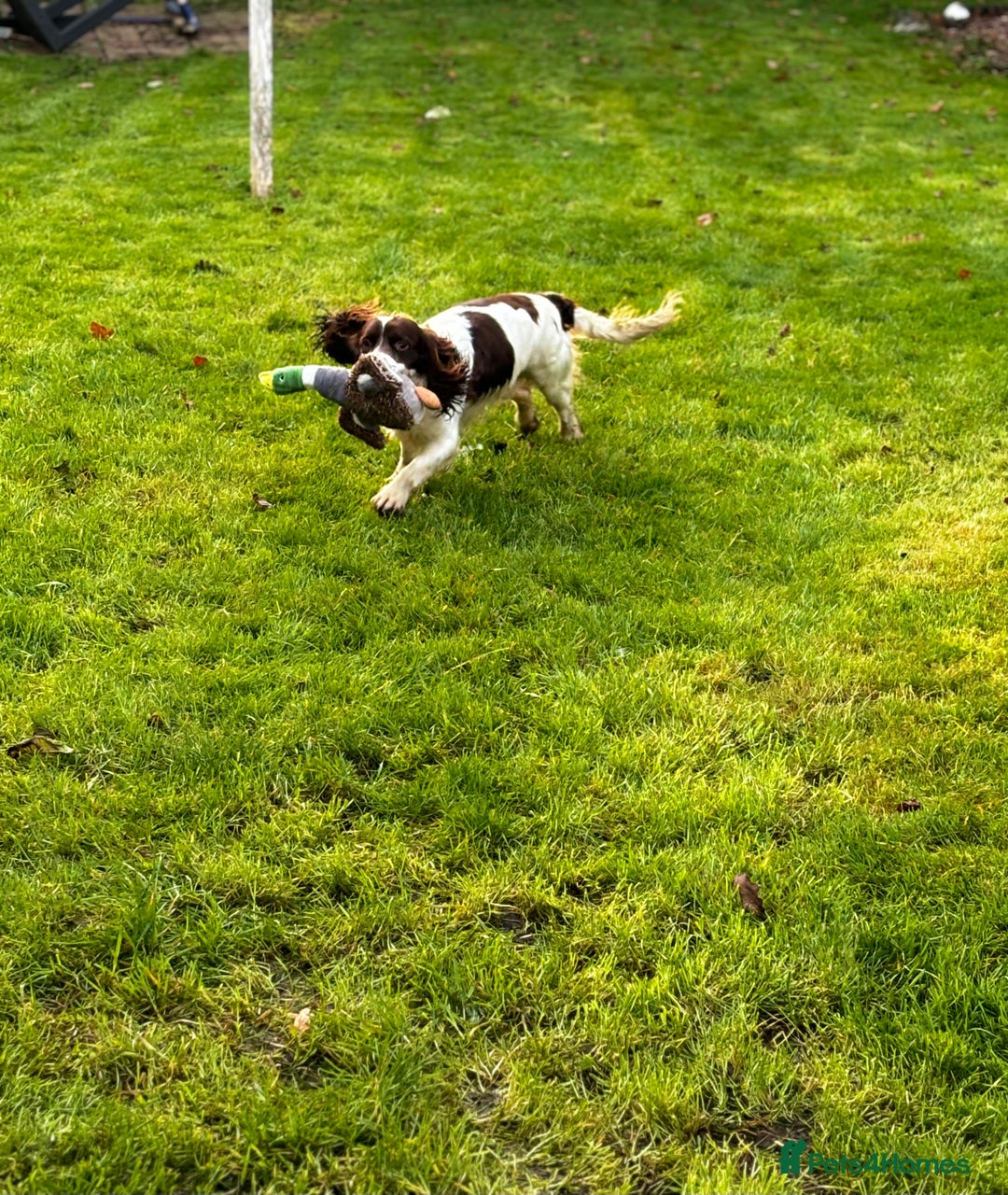 English Springer Spaniel dogs for sale: Chase   - Image 4