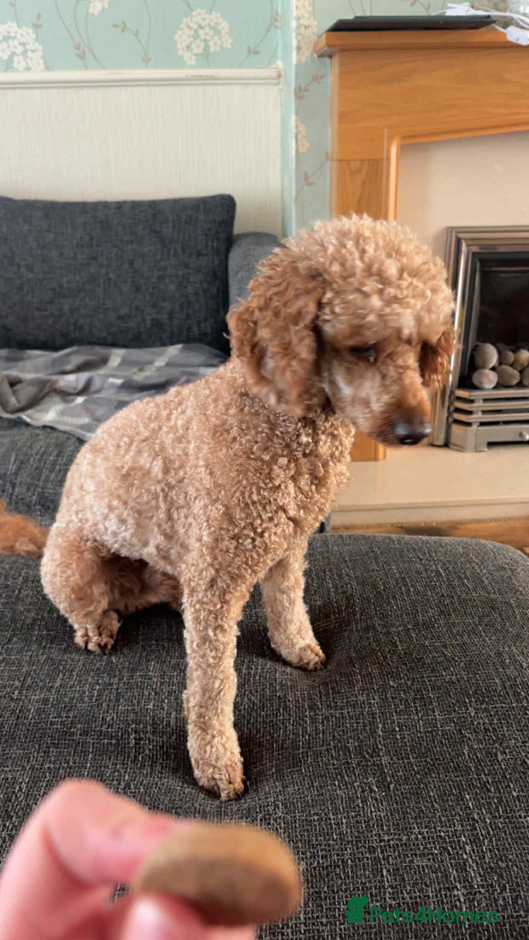 Cockapoo dogs for sale: Cockerpoos - Image 7