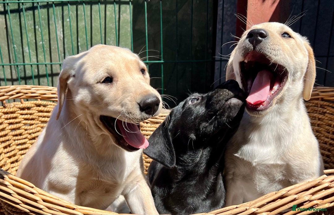 Labrador Retriever dogs for sale: Labrador Pups Chunky traditional type 1 girl left in Barrow-upon-Humber - Image 22