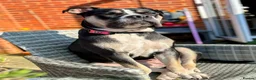 Mixed Breed dogs for sale: Cane corso/American bully/American staff puppies  in Wadhurst - Advert 2