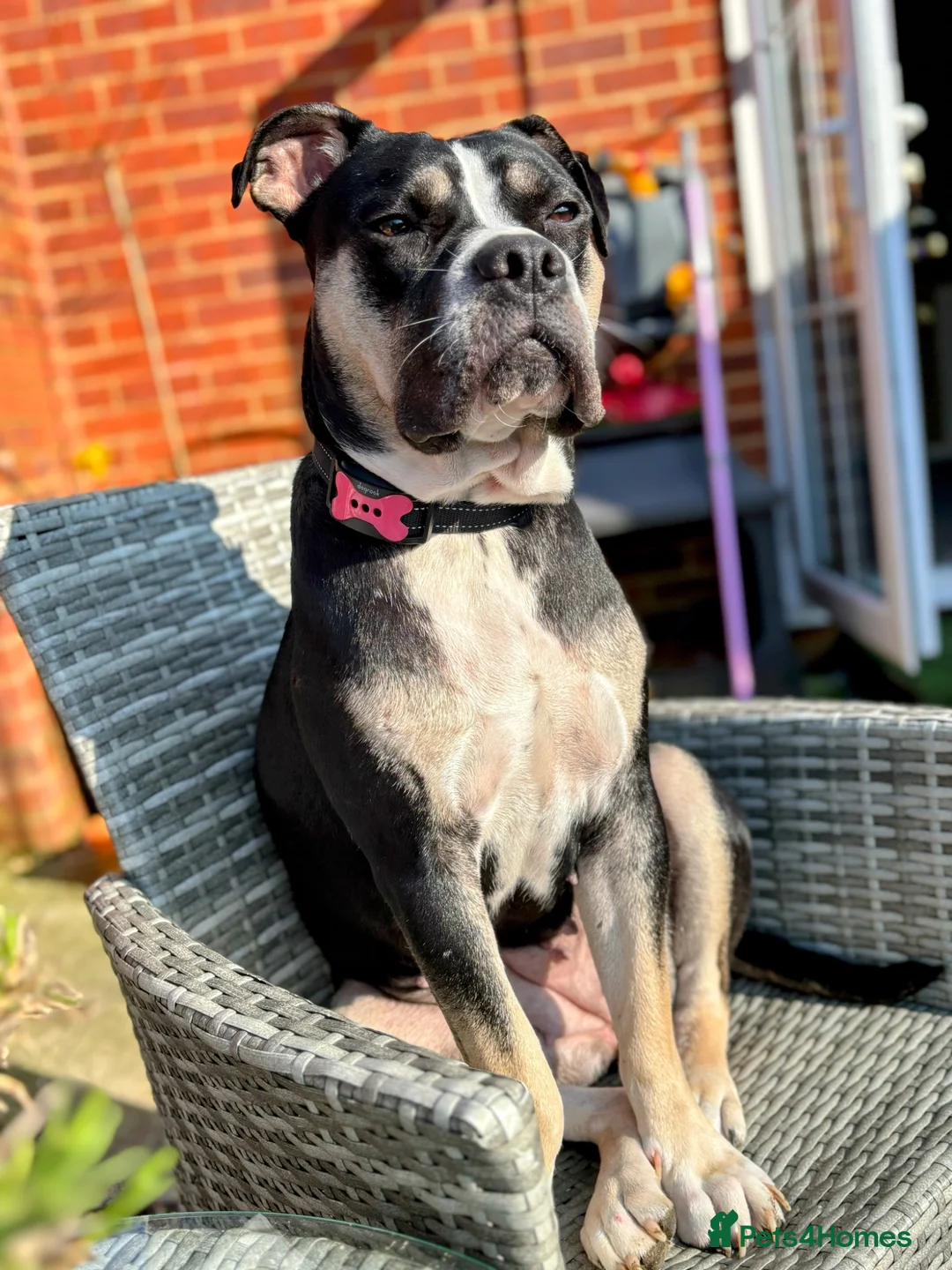 Mixed Breed dogs for sale: Cane corso/American bully/American staff puppies  in Wadhurst - Advert 2