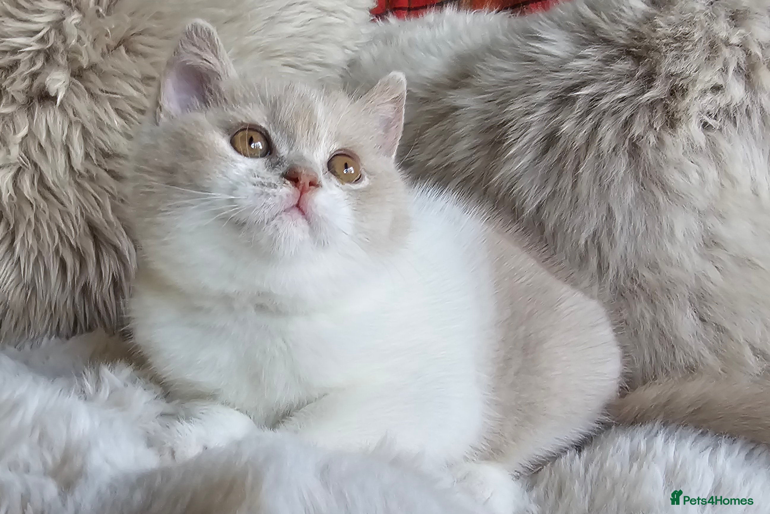 British Shorthair cats Stunning British Shorthair Kittens  - Advert 1