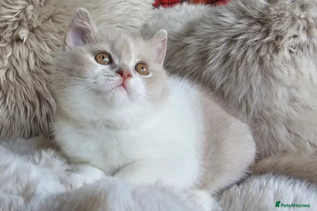British Shorthair cats for sale: Stunning British Shorthair Kittens  - Advert 6
