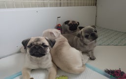 Pug dogs for sale: Stunning Male pug pups - Image 4
