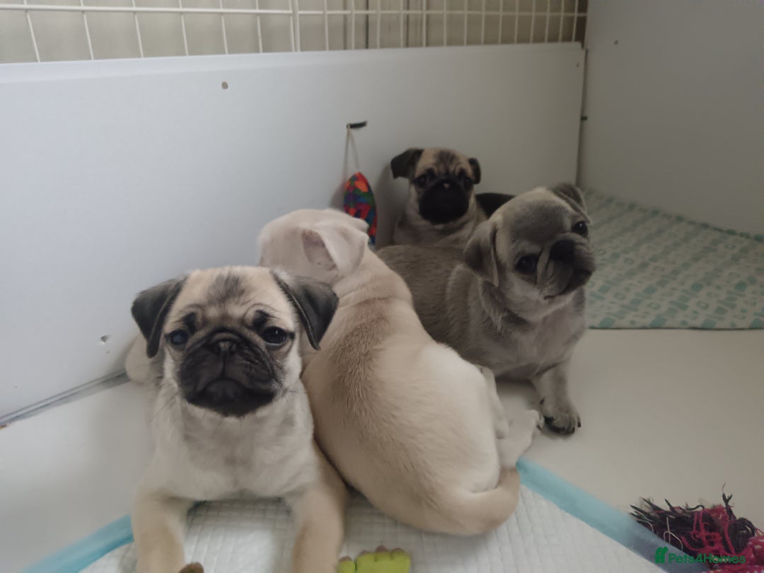 Pug dogs for sale: Stunning Male pug pups - Image 4
