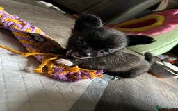 Pomchi dogs for sale: 2 beautiful tiny little Pomchi girls - Image 31