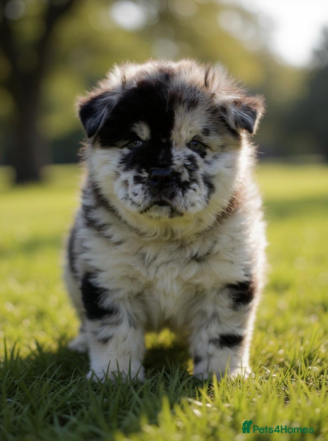 Chow Chow dogs for sale: Ocean Eyed Bear faced Chow Chows  - Image 1