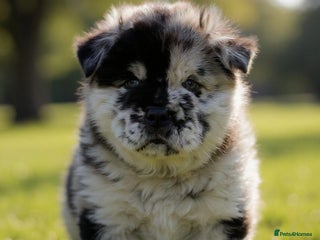 Chow Chow dogs - Advert 23