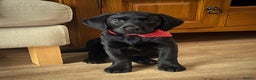 Labrador Retriever dogs for sale: Black Labrador  - Advert 4