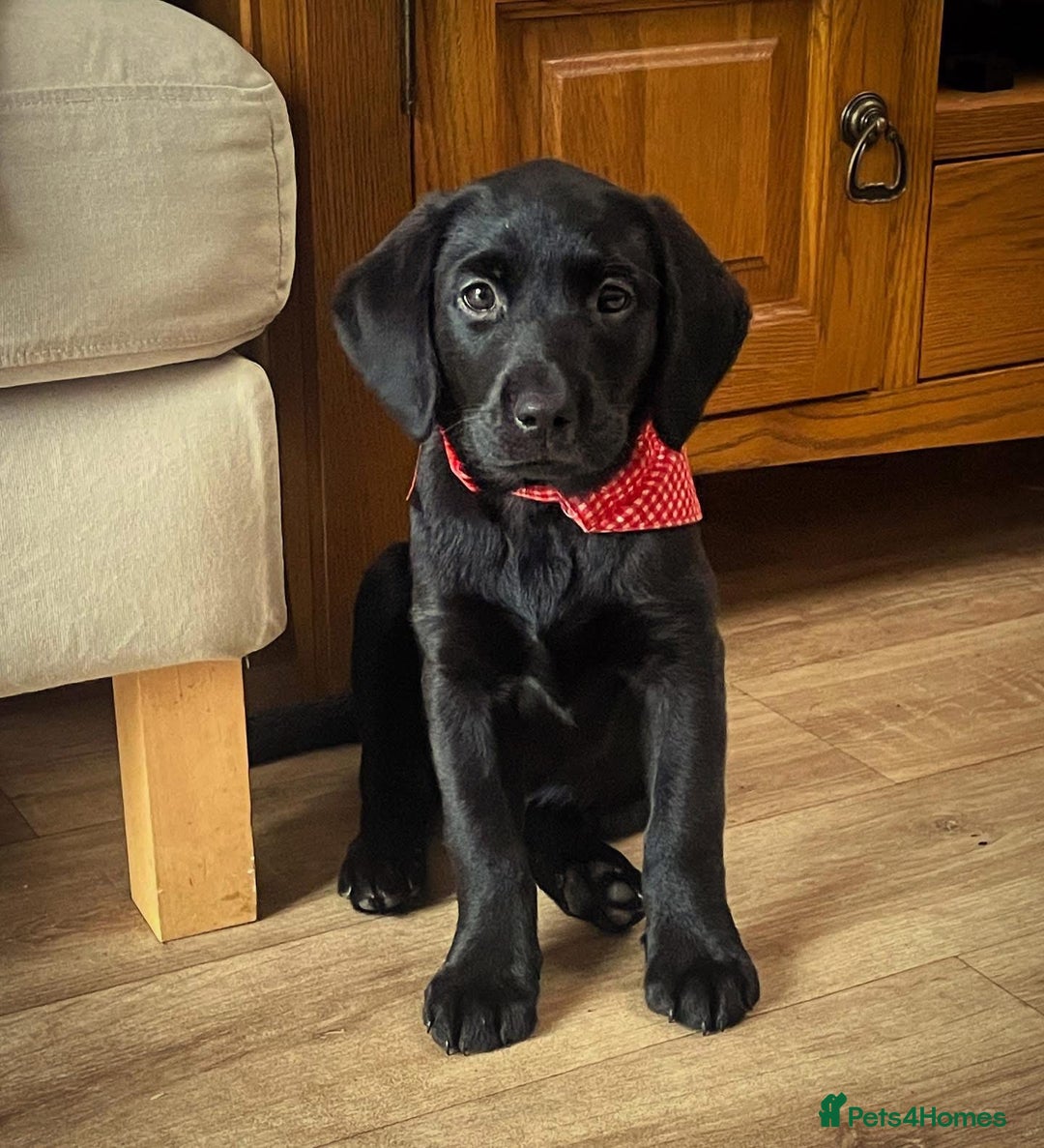Labrador Retriever dogs for sale: Black Labrador  - Advert 4