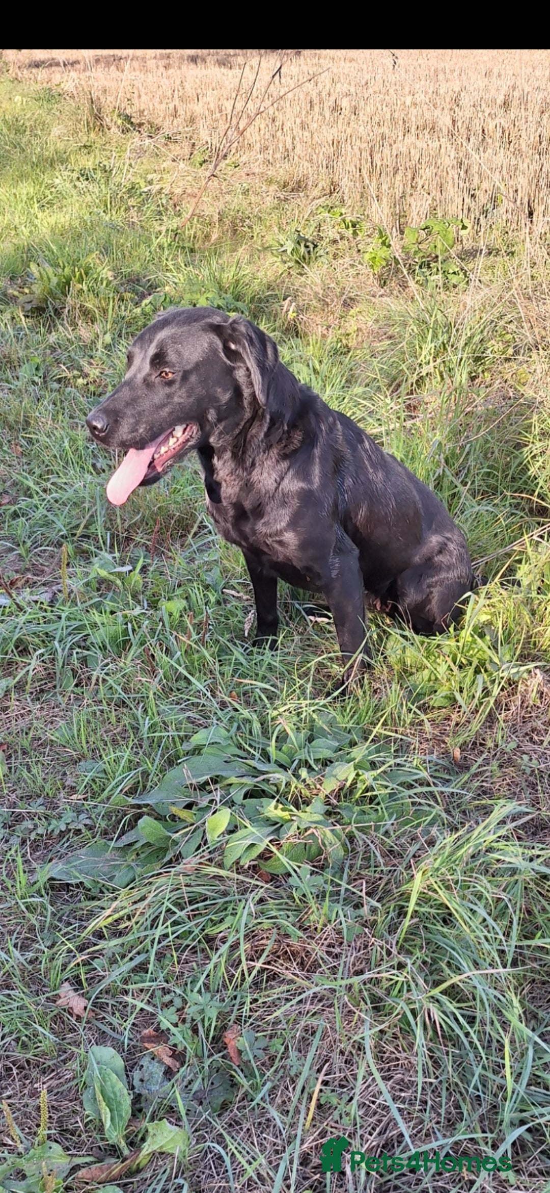 Cockerdor dogs for sale: stunning cockerdors (1left)🐶 5⭐️ licensed breeder - Advert 24