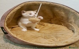 British Shorthair cats for sale: British Shorthair Cream and White Harlequin Male - Image 4