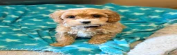Cavapoo dogs for sale: Exceptional F1 Toy Cavapoos-Health Tested Parents - Advert 14