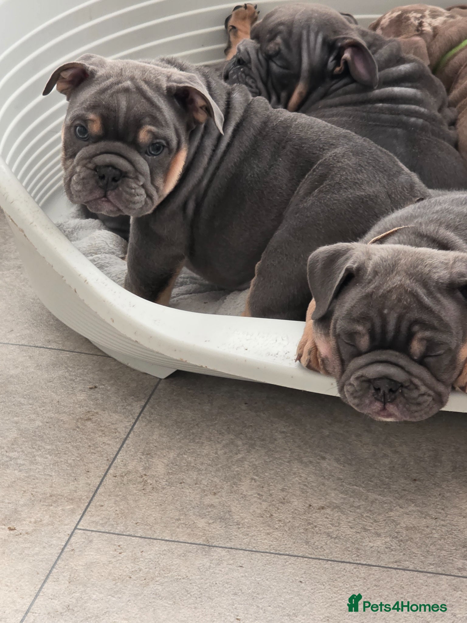 English Bulldog dogs british bulldog pups ready now  - Advert 8