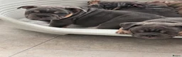 English Bulldog dogs for sale: british bulldog pups ready now  - Advert 9