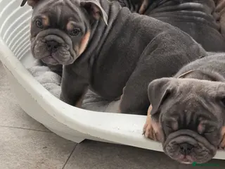 English Bulldog dogs british bulldog pups ready now - Advert 8