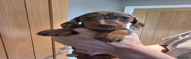 Miniature Dachshund Puppy 2