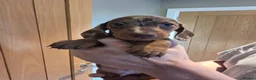 Miniature Dachshund dogs for sale: 6 stunning KC registered Pups  - Advert 20
