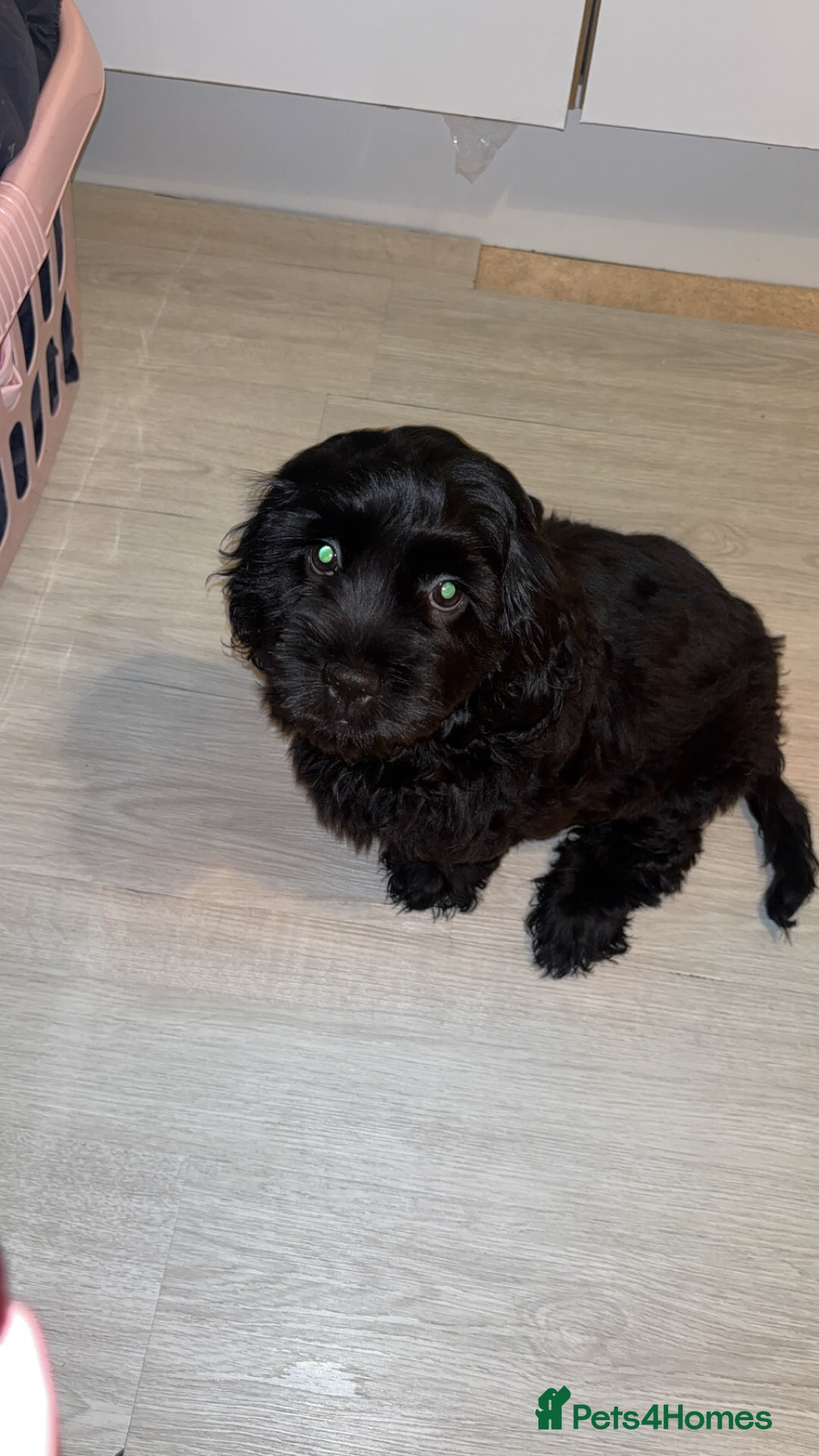 Mixed Breed dogs for sale: Shih tzu x cocker spaniel male  - Advert 1