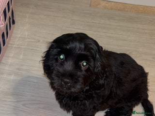 Mixed Breed dogs Shih tzu x cocker spaniel male - Advert 1