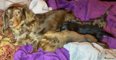 Dachshund dogs - Advert 6