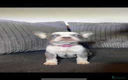 French Bulldog dogs for sale: Premium French Bulldog Puppies  - Advert 7