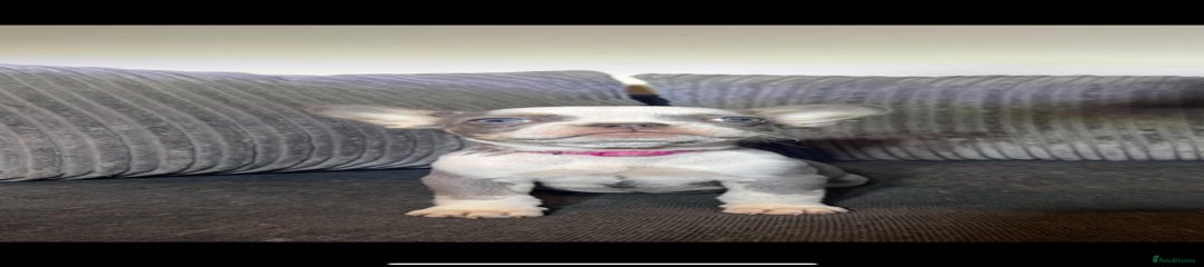 French Bulldog Puppy 6