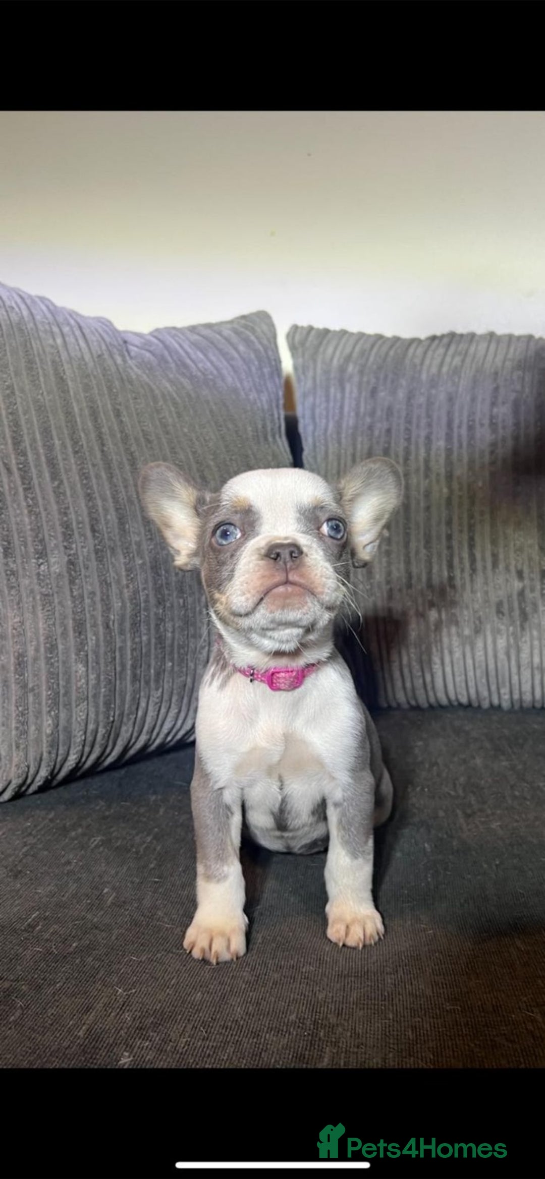 French Bulldog dogs for sale: Premium French Bulldog Puppies  - Advert 7
