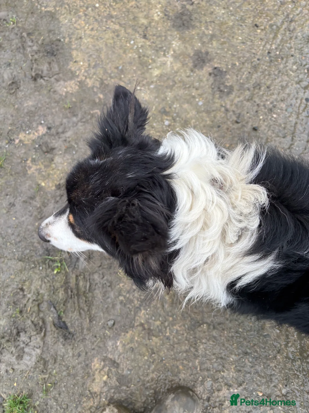 Mixed Breed dogs for sale: 4 year old collie  in Montgomery - Advert 2