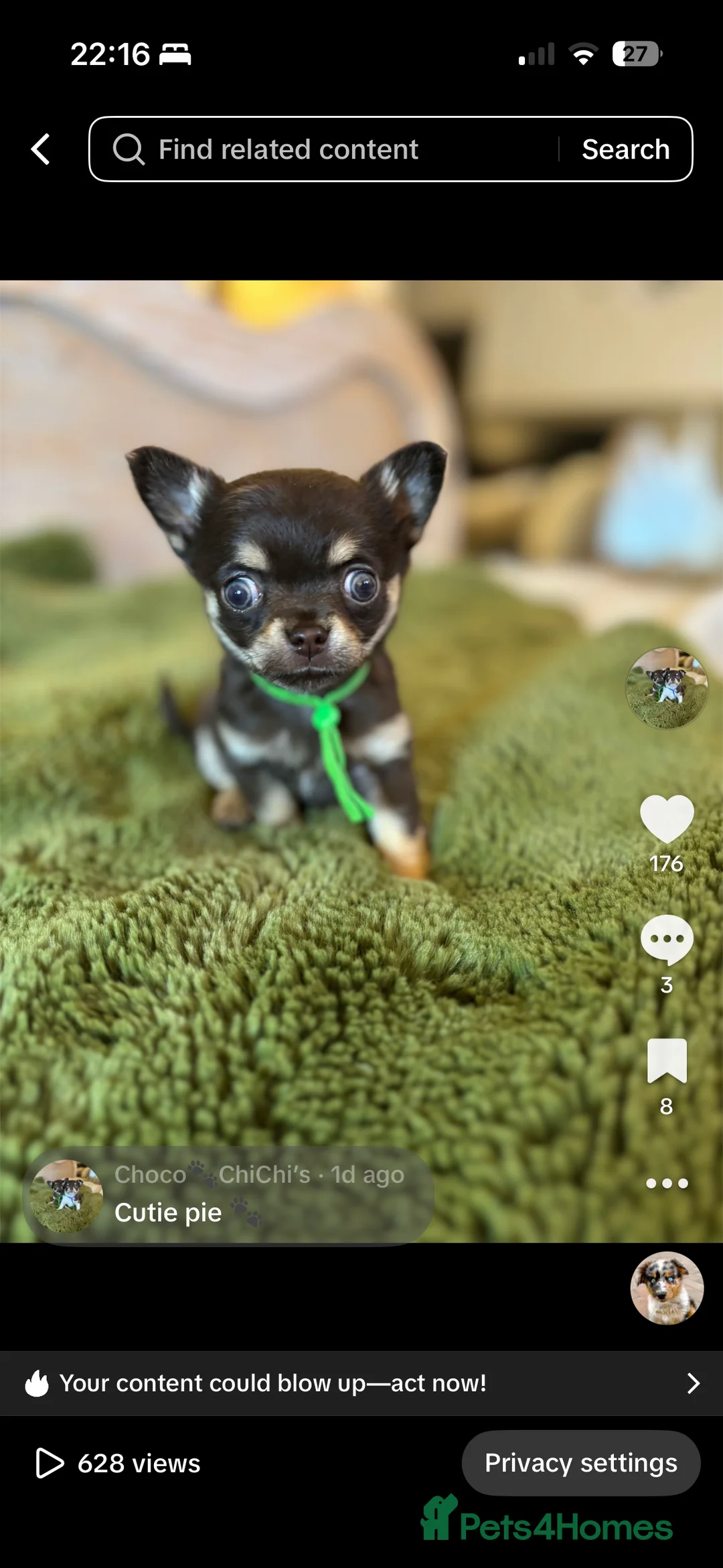 Chihuahua dogs for sale: Chocolate chihuahua boys ready now  - Advert 16