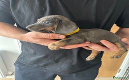 Miniature Dachshund dogs for sale: Miniature dachshund puppies  - Image 3