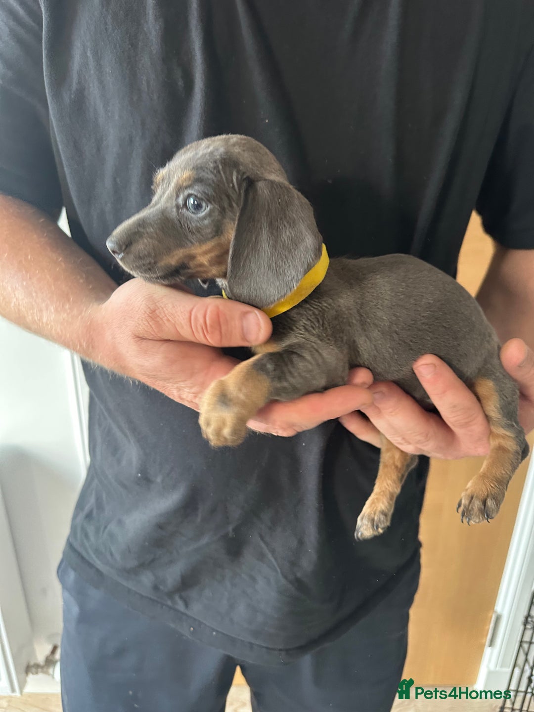 Miniature Dachshund dogs for sale: Miniature dachshund puppies  - Image 3