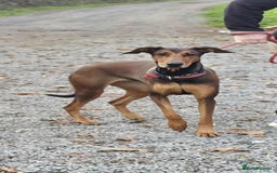 Mixed Breed dogs for adoption: BEAUTIFUL BONNIE  - Image 10