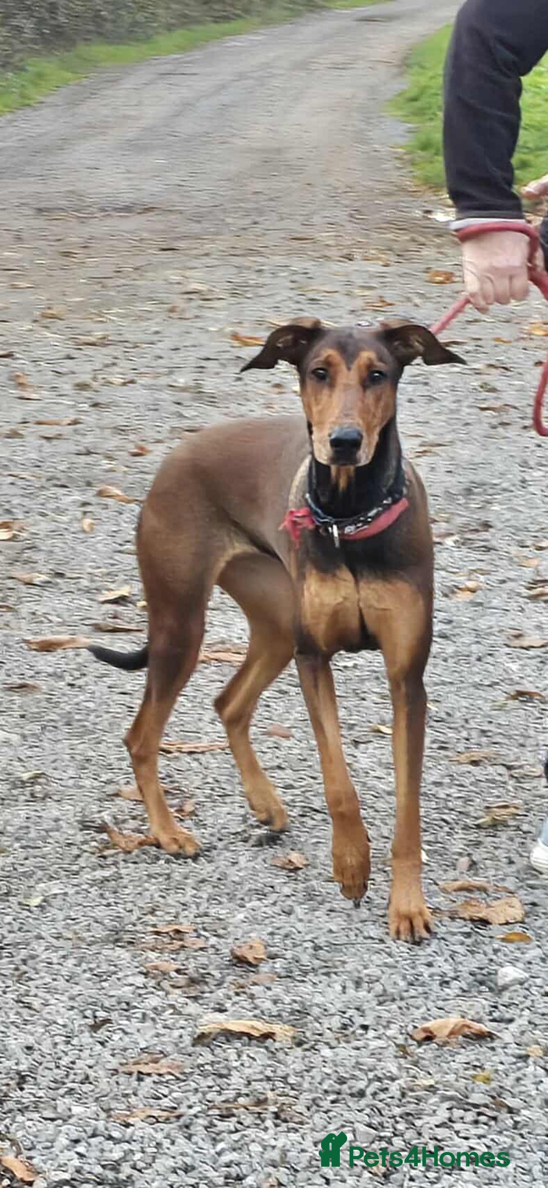 Mixed Breed dogs for adoption: BEAUTIFUL BONNIE  - Image 10