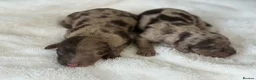 Cocker Spaniel dogs for sale: Choc & Choc Merle F1 Cockapoo’s - Advert 5