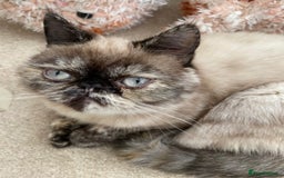 Exotic cats for sale: Outstanding exotic kittens  - Image 22