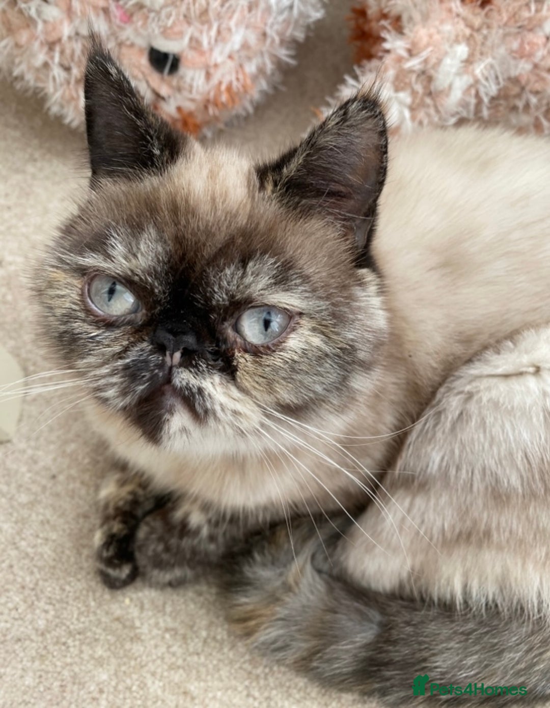 Exotic cats for sale: Outstanding exotic kittens  - Image 22