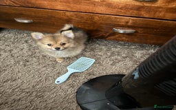 Pomeranian dogs for sale: 9 week old Miniature Pomeranian pup - Image 2