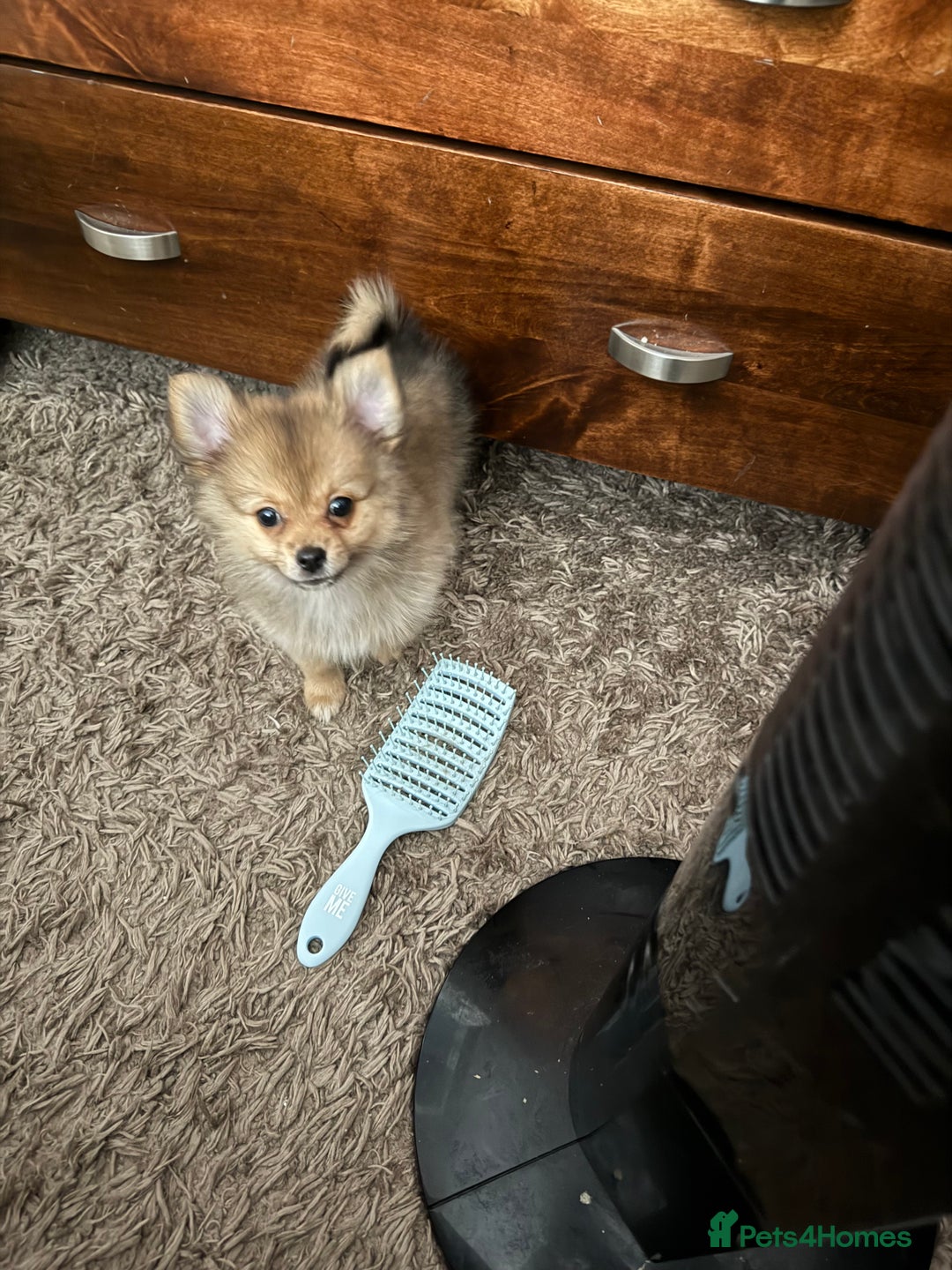 Pomeranian dogs for sale: 9 week old Miniature Pomeranian pup - Image 2