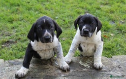 Mixed Breed dogs for sale: Gorgeous pointer x collie - Image 7