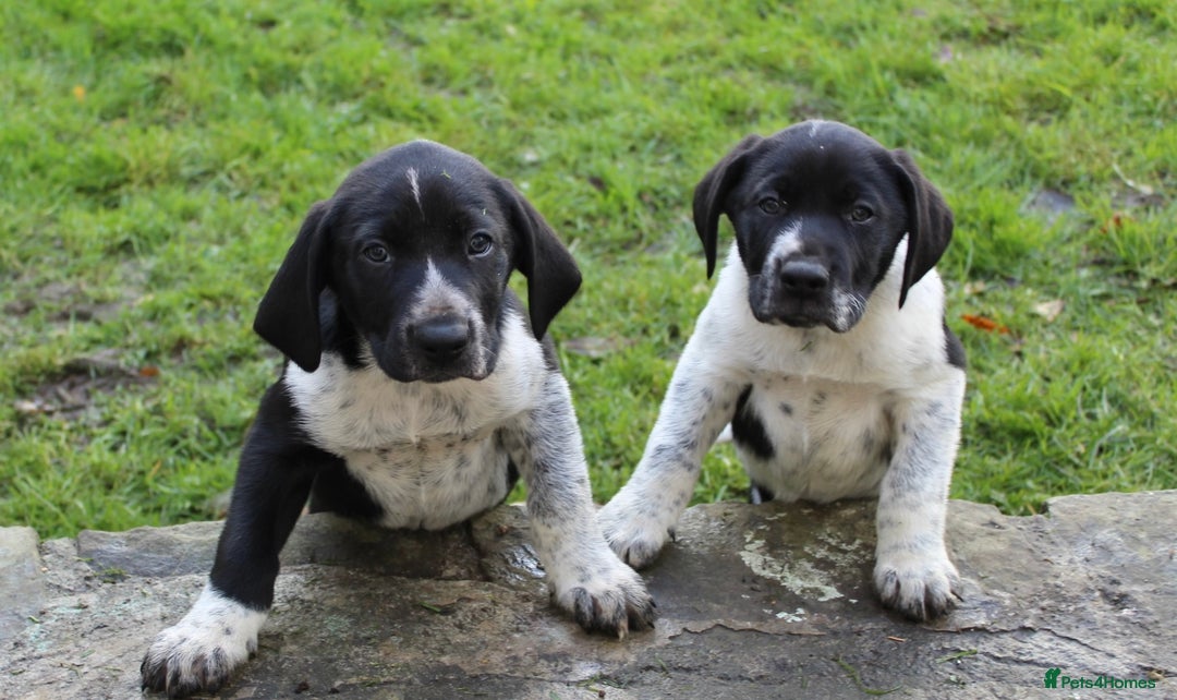 Mixed Breed dogs for sale: Gorgeous pointer x collie - Image 7