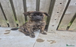 Mixed Breed dogs for sale: American Akita/Bullmastiff cross - Image 30