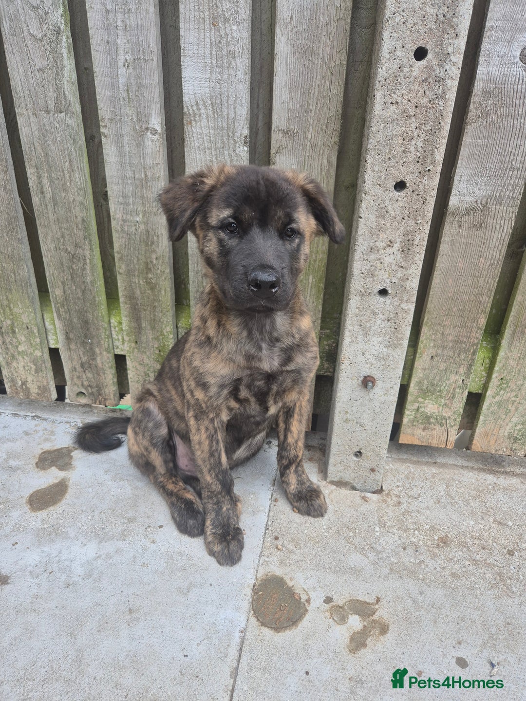 Mixed Breed dogs for sale: American Akita/Bullmastiff cross - Image 30