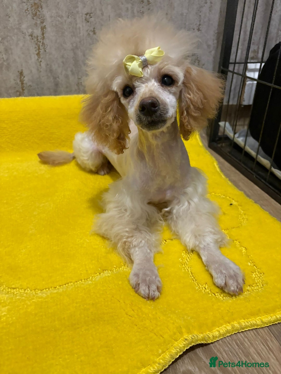 Cockapoo dogs for sale: Miniature cockapoo girl  - Advert 2