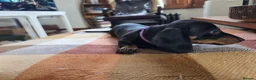 Miniature Dachshund dogs for sale: Six beautiful miniature smooth haired dachshunds - Advert 8
