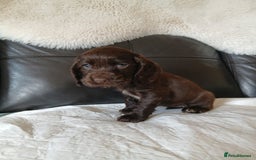 Cocker Spaniel dogs for sale:  show type spaniel puppies health tested parents  - Image 17