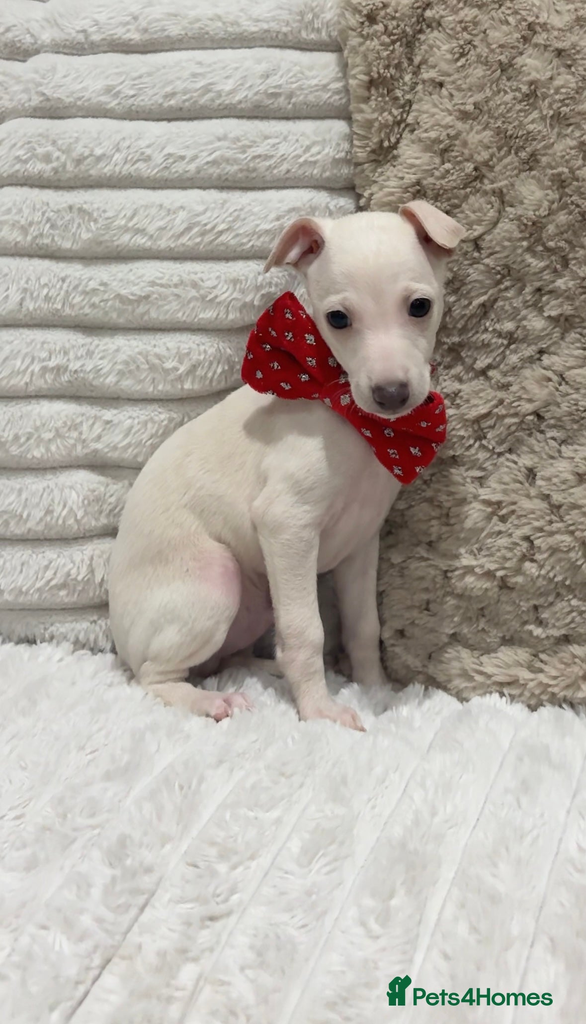 Italian Greyhound dogs Outstanding KC Italian Greyhound Puppies - Advert 12