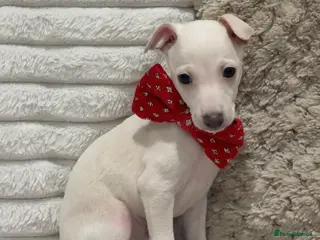 Italian Greyhound dogs Outstanding KC Italian Greyhound Puppies - Advert 12