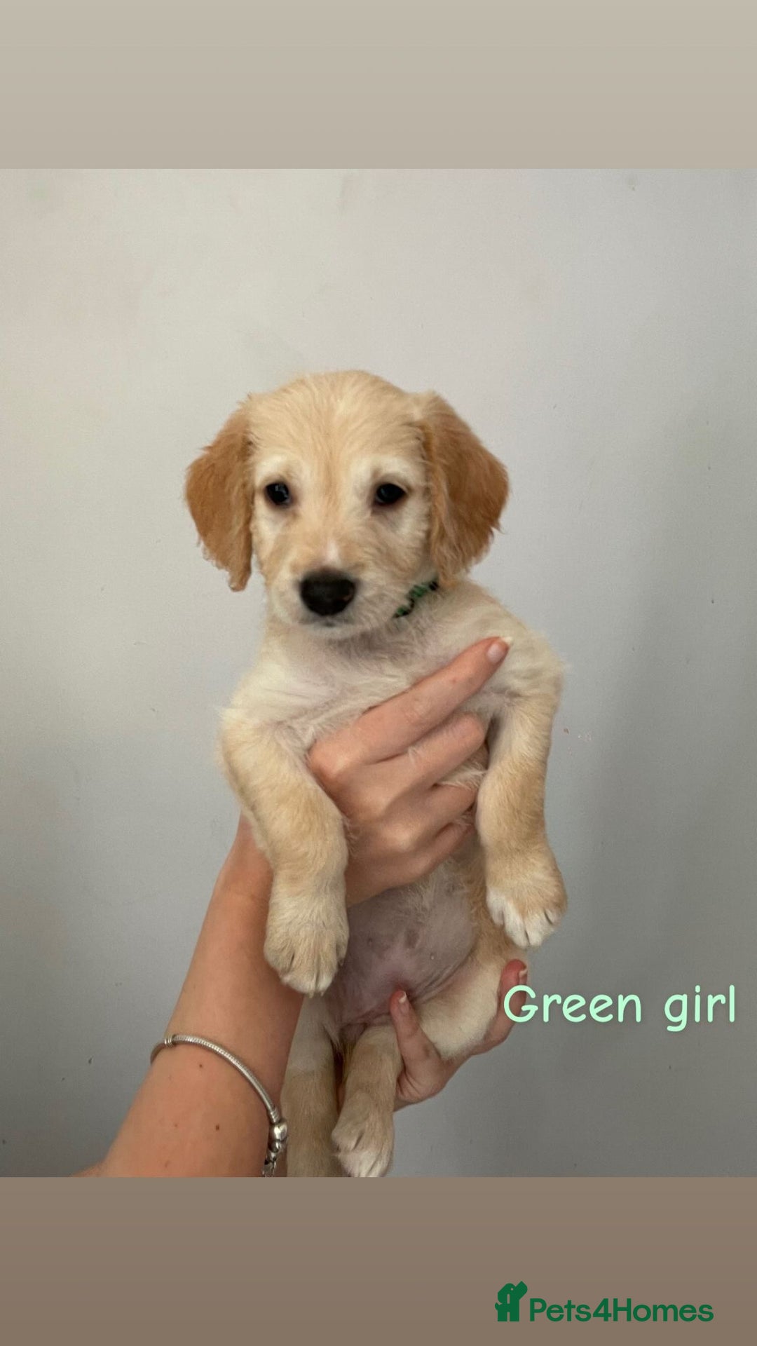 Mixed Breed dogs for sale: Gorgeous Labrador X Cockerpoo puppies in Bromley - Image 2