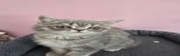 Exotic cats for sale: READY  NOW  GCCF  registered  kittens. - Advert 4